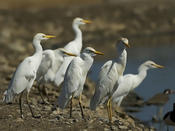 Lehmähaikara, Cattle Egret, Bubulcus ibis